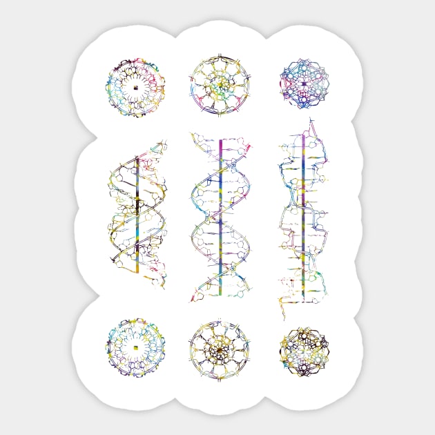 A-,B-, and Z-DNA Sticker by erzebeth